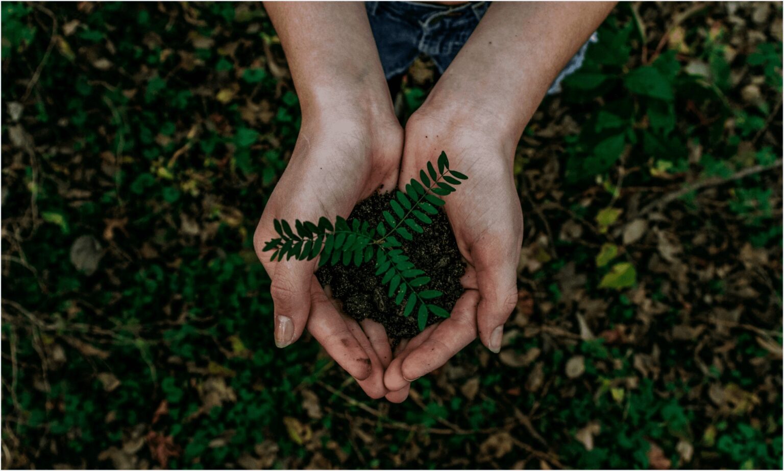 Soil in hands